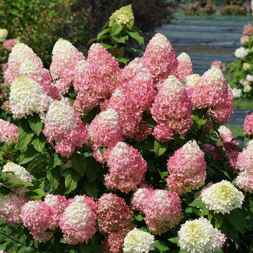 Hydrangea pan Quick Fire Fab 