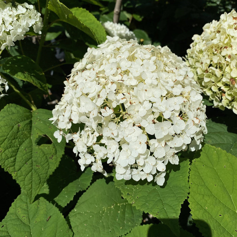 Hydrangea arb Incrediball 