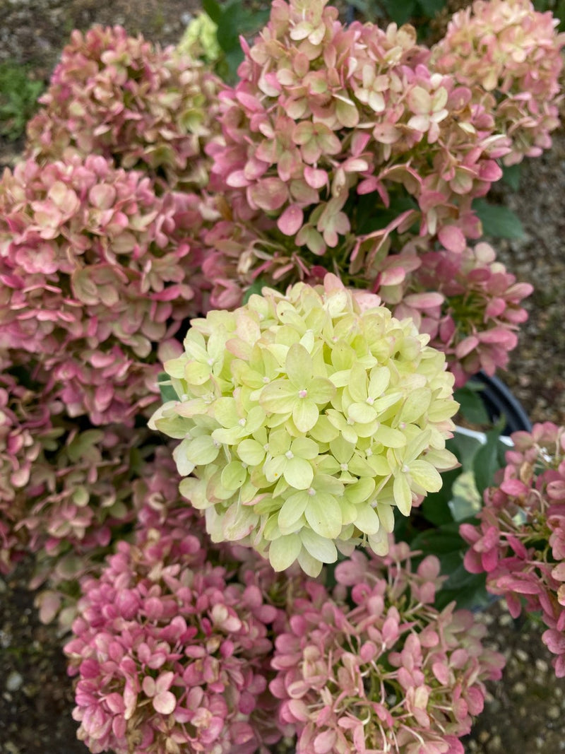 Hydrangea pan Little Lime 