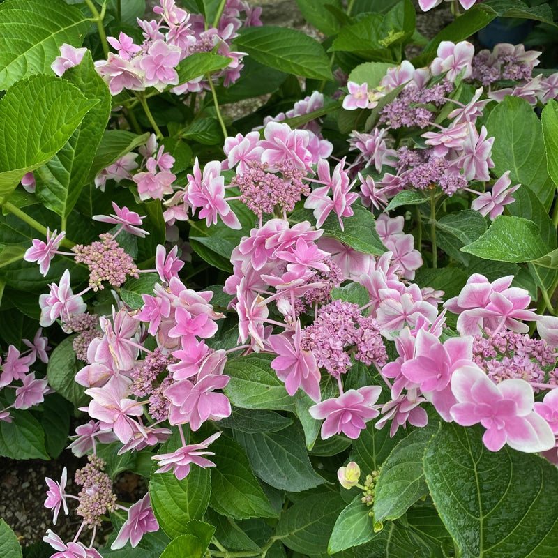 Hydrangea mac Stargazer 