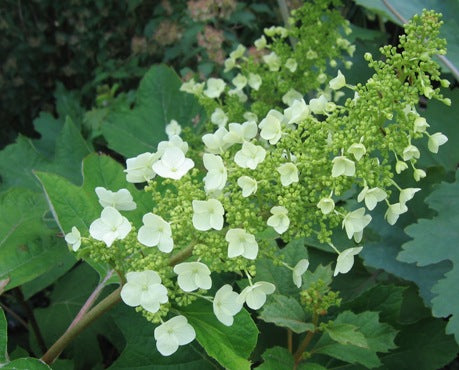 Hydrangea q Sikes Dwarf 