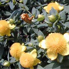 Hypericum f Sunburst 