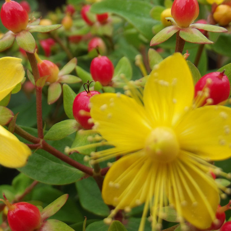 Hypericum x Red Star 