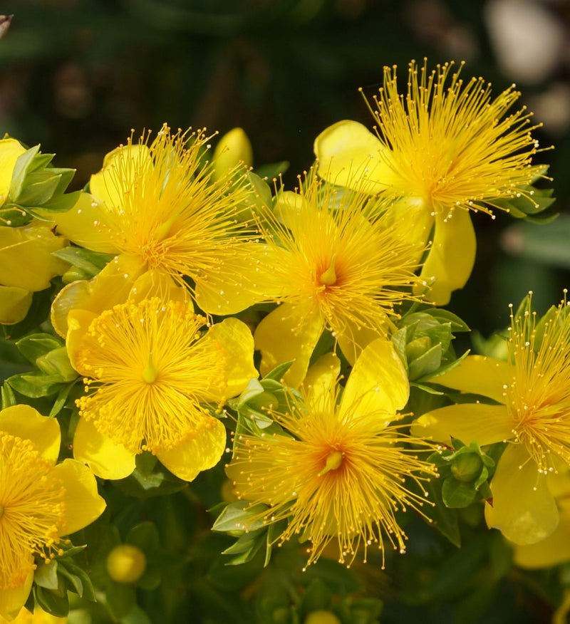Hypericum kalmianum ames 