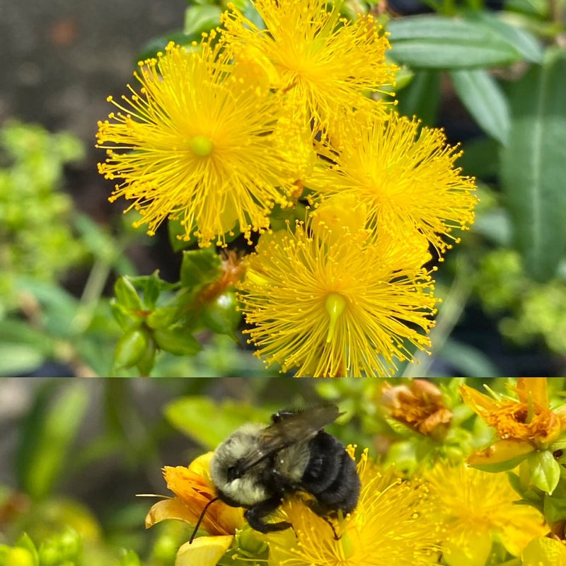 Hypericum prolificum 