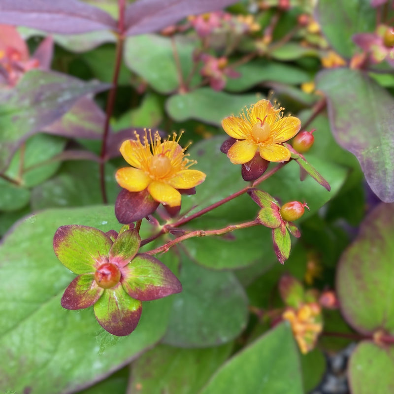 Hypericum x Albury Purple 