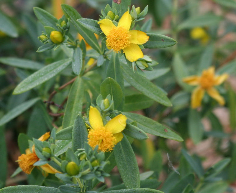 Hypericum Blue Velvet 