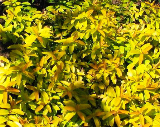 Hypericum c Brigadoon 