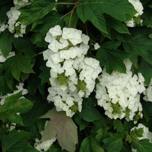 Hydrangea quercifolia 