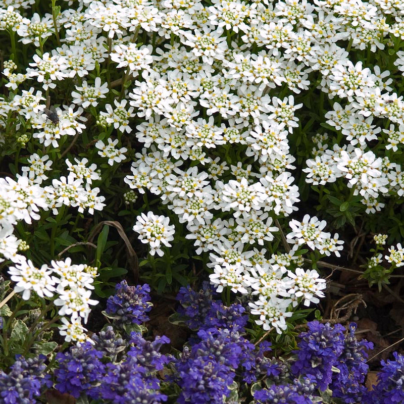 Iberis semp Purity 1 qt