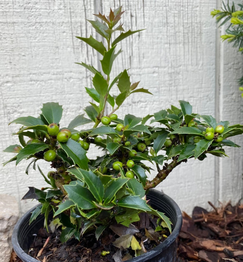 Ilex x Rock Garden 1 qt