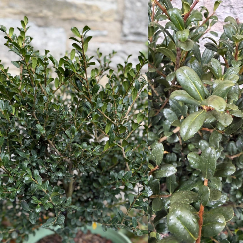 Ilex cr Winterscape Chilly Willy 