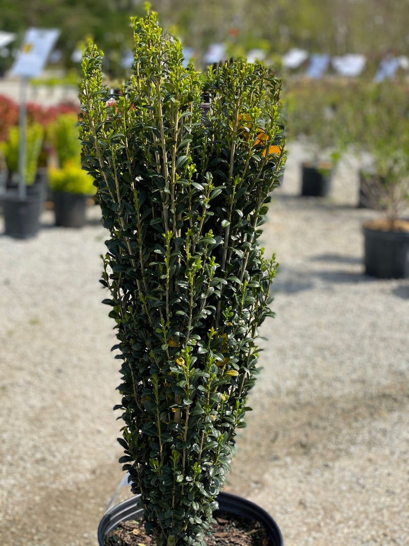 Ilex cr Sky Pencil 