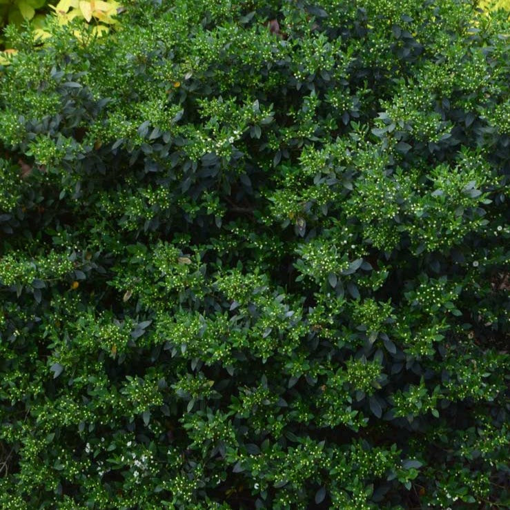 Ilex glabra Forever Emerald 
