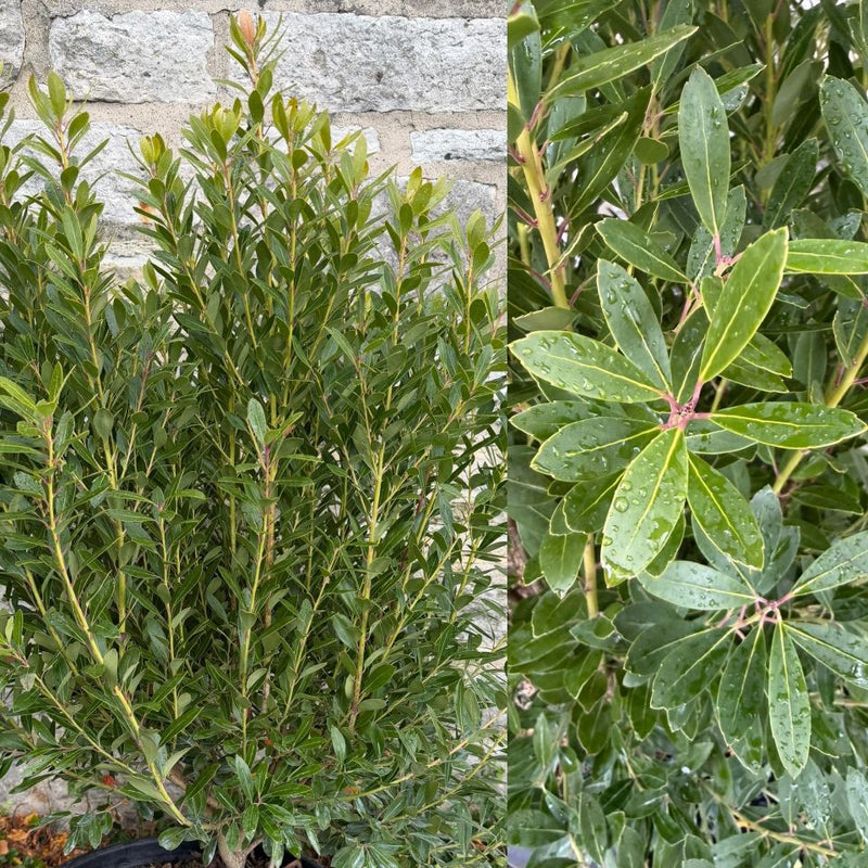 Ilex glabra Nordic 