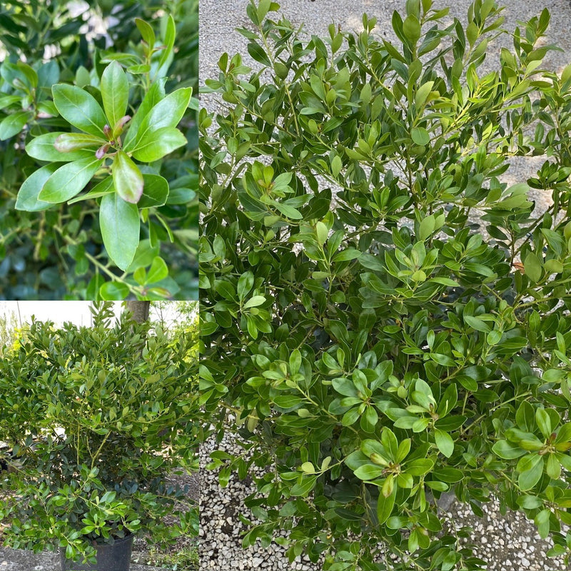 Ilex glabra Densa 