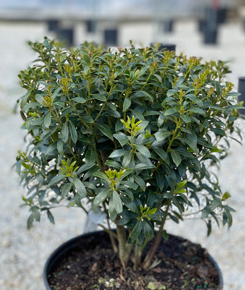 Ilex gl Shamrock 