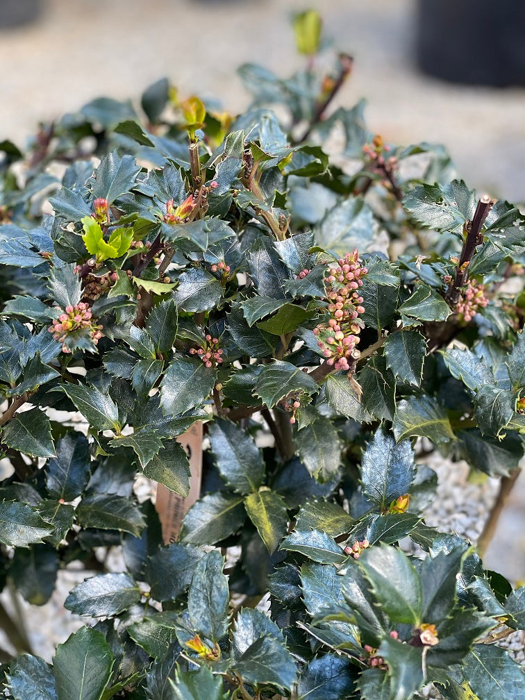 Ilex x Blue Prince 