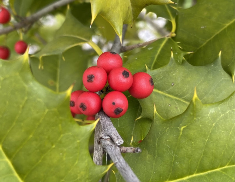 Ilex o Old Heavy Berry 