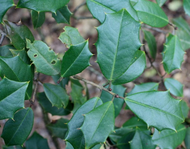 Ilex o Male 