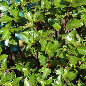 Ilex x Emerald Magic 