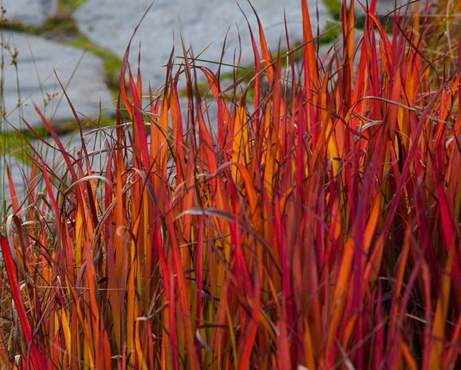 Imperata c Red Baron 