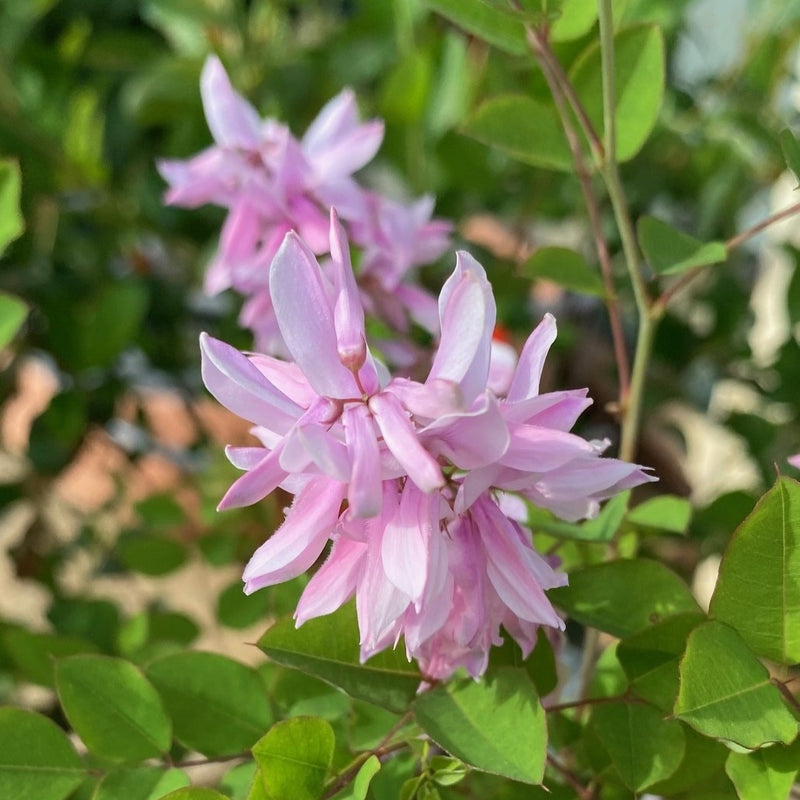 Indigofera kirilowii 