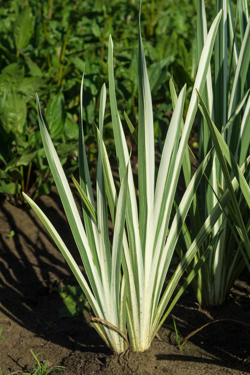 Iris ensata Variegata 