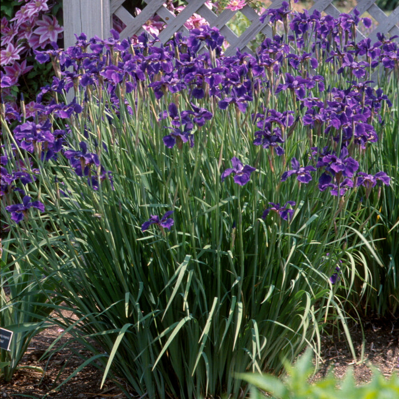 Iris sib Caesar&