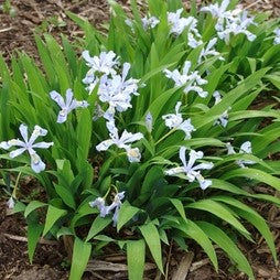 Iris cristata Powder Blue Giant 