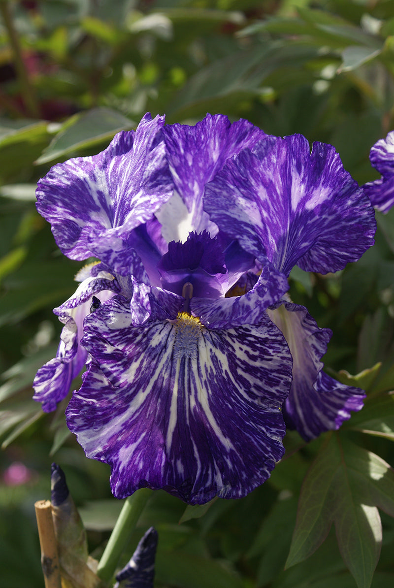 Iris g Batik 