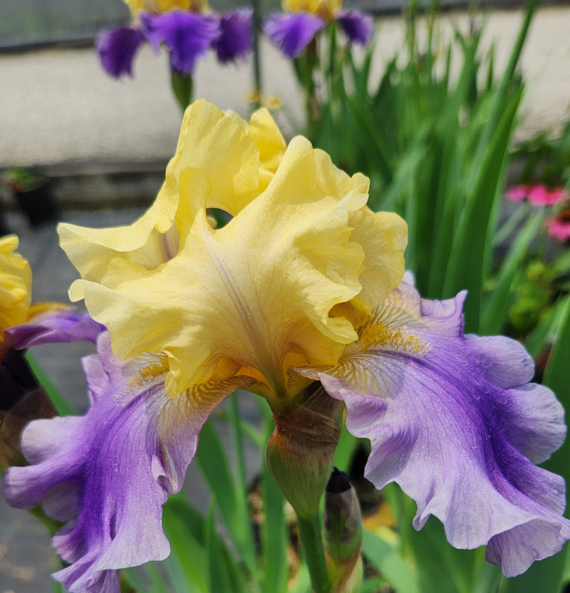 Iris g Edith Wolford 