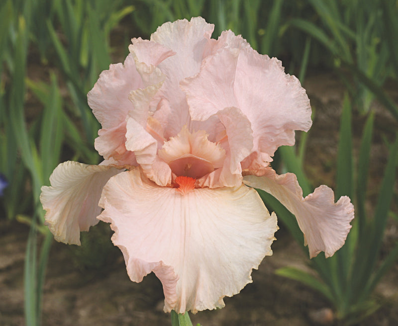 Iris g Peggy Sue 