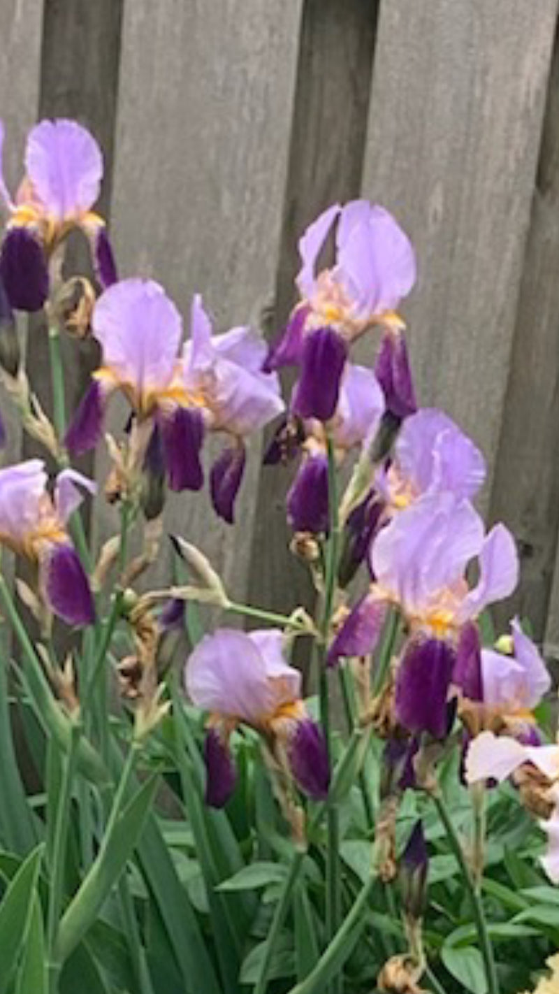 Iris g Purple Bicolor 