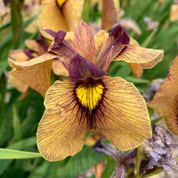 Iris pseudata Yarai 