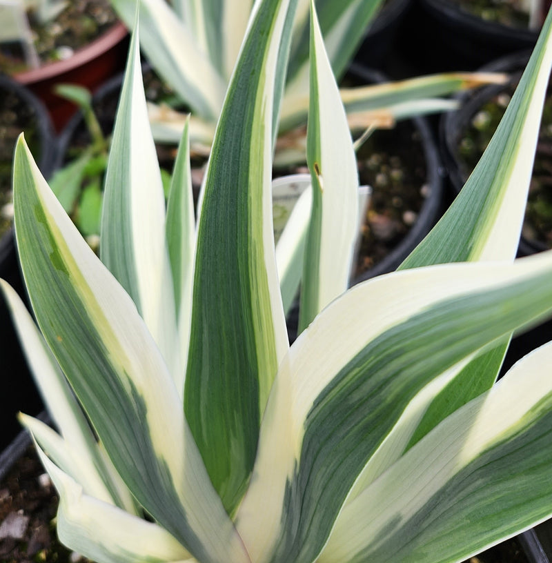 Iris pallida variegata 