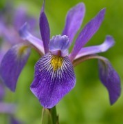 Iris versicolor Purple Flame 