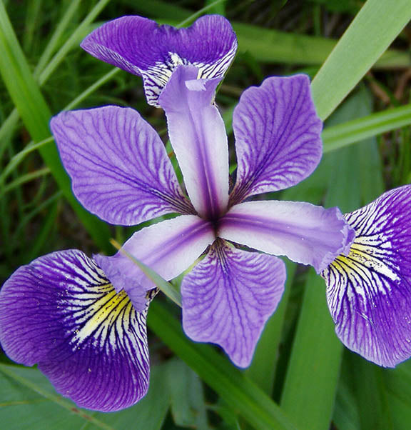 Iris versicolor 