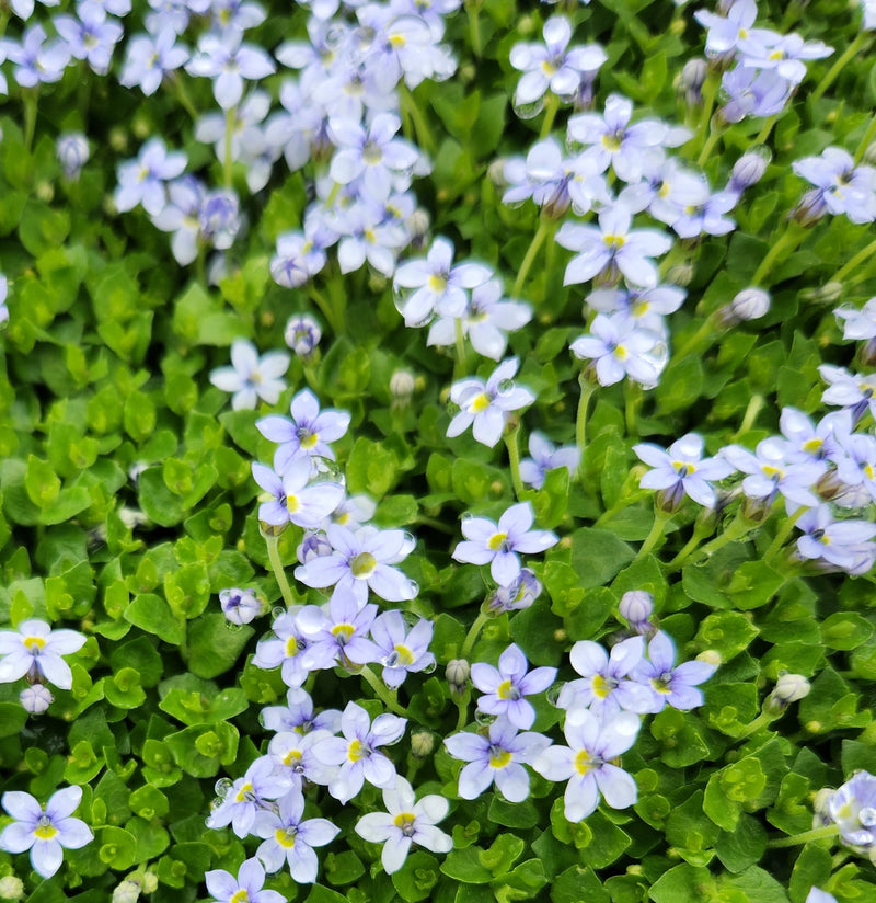 Isotoma fluviatilis 1 qt