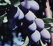 Fruit-Plum-Italian Prune Dwarf 