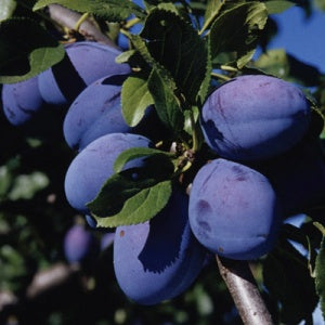 Fruit-Plum-Italian Prune Dwarf 