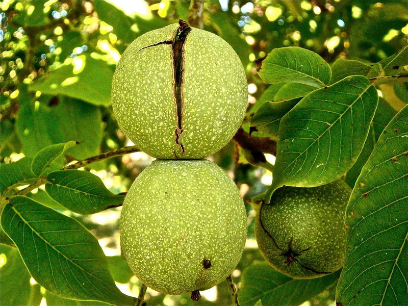 Fruit-Nut-Walnut-English Carpathian 