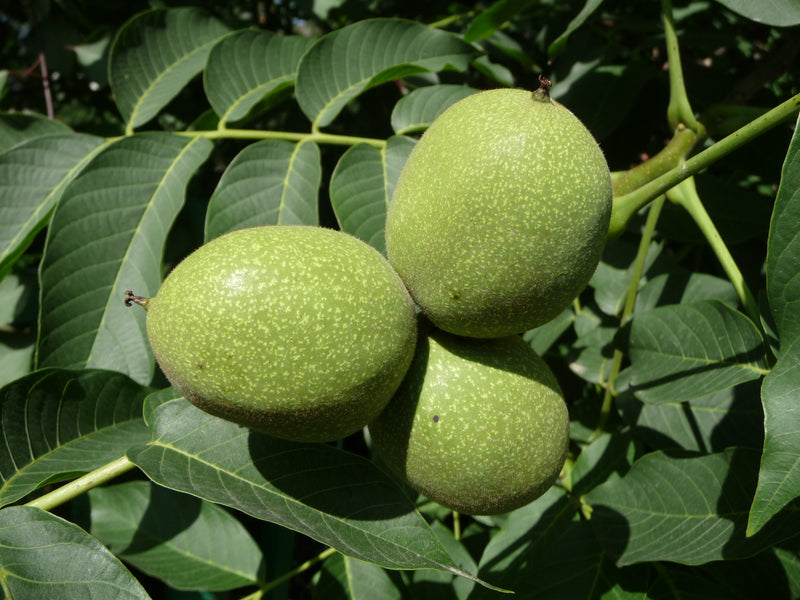 Fruit-Nut-Walnut Black 