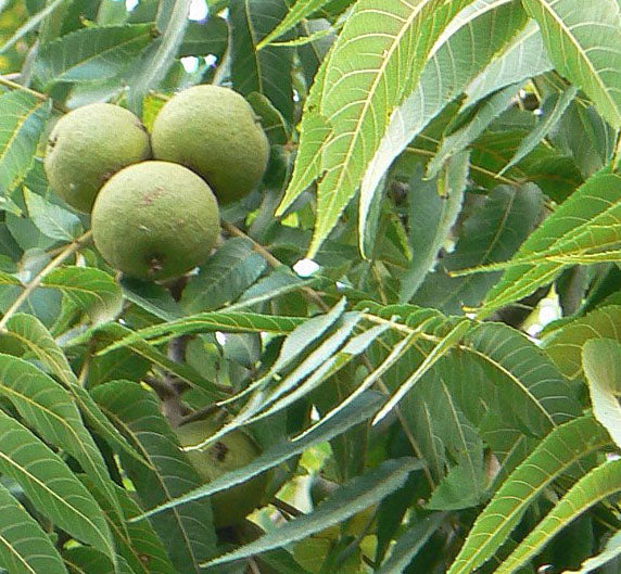 Fruit-Nut-Walnut-Purdue 