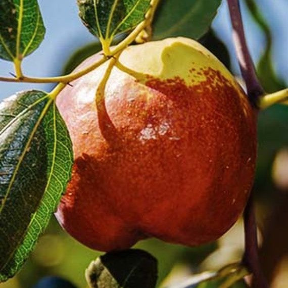 Fruit-Jujube-Shanxi Li 