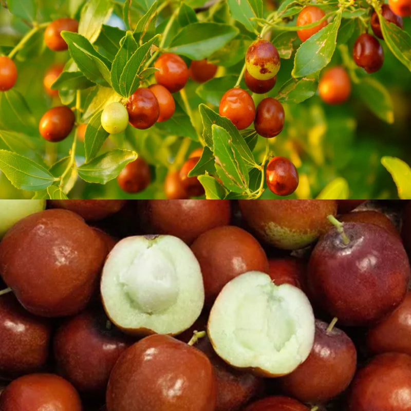 Fruit-Jujube-Honey Jar 