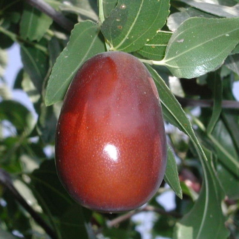 Fruit-Jujube-Lang 