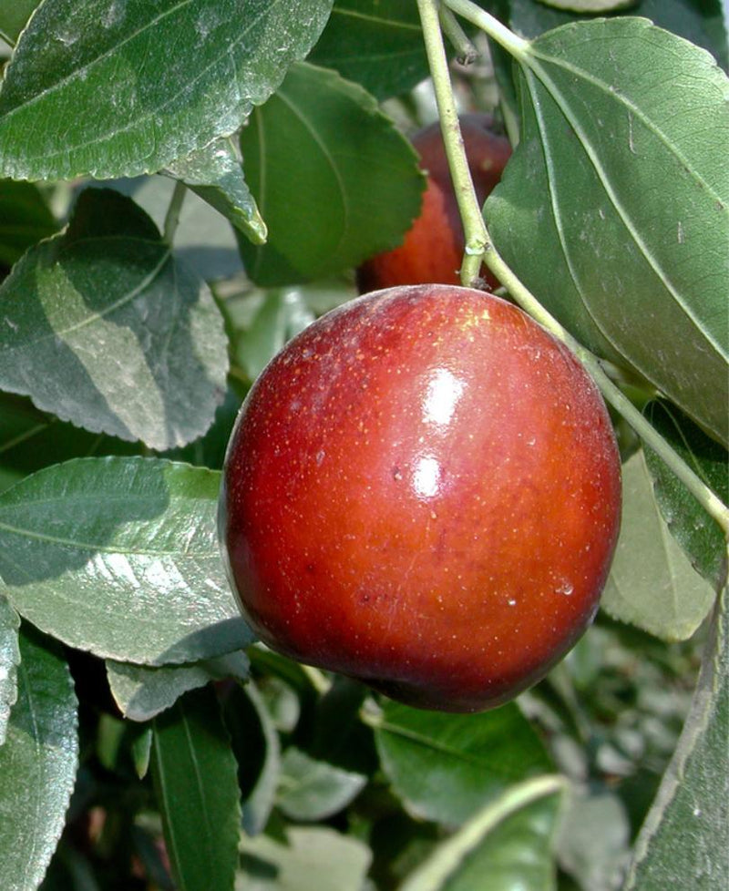 Fruit-Jujube-Li 