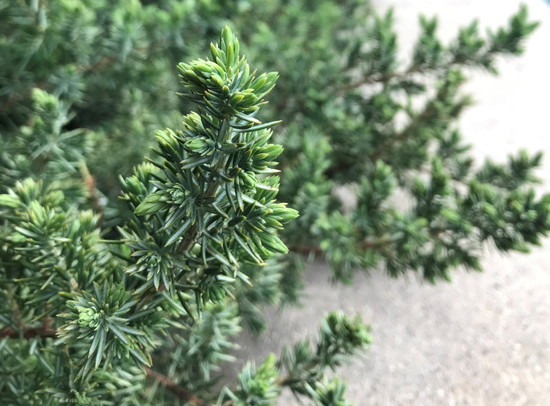Juniper con Blue Pacific 