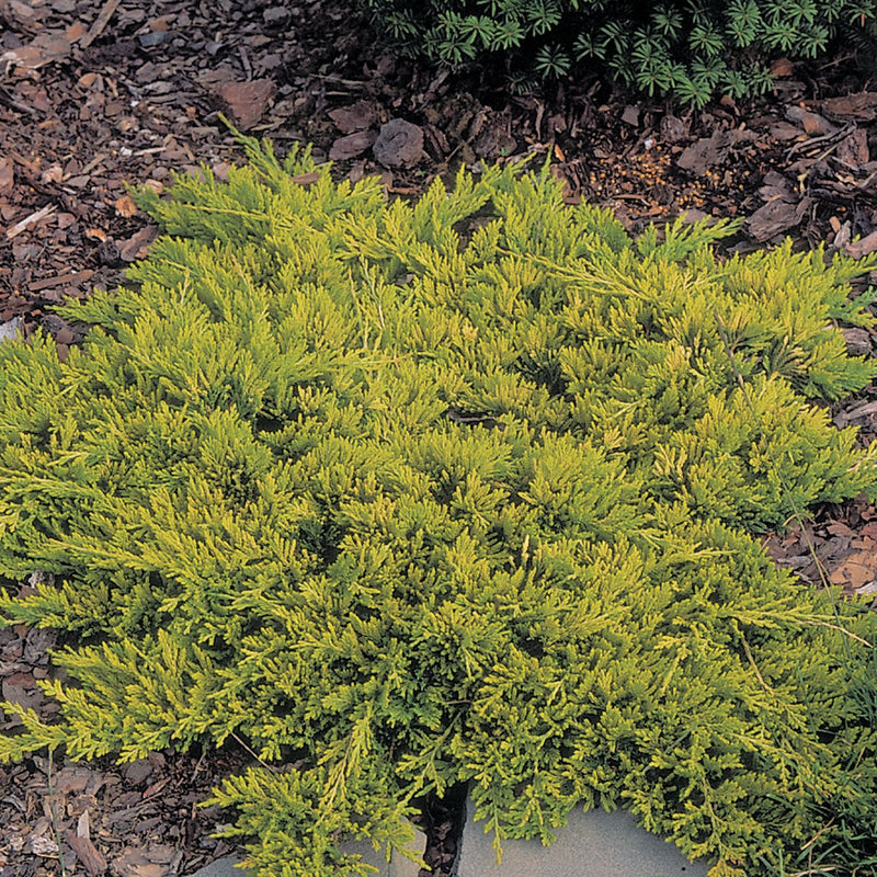 Juniper h Golden Carpet 